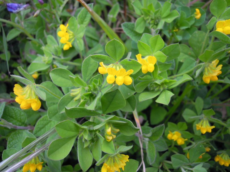 Lotus ornithopodioides.